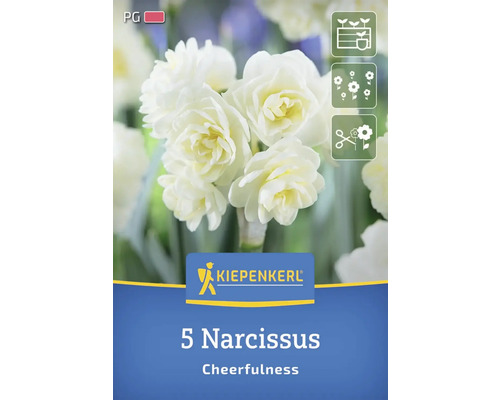 Packung mit 5 Narzissen der Sorte Cheerfulness