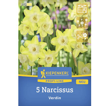 Verpackung mit 5 Narzissen der Sorte Verdin