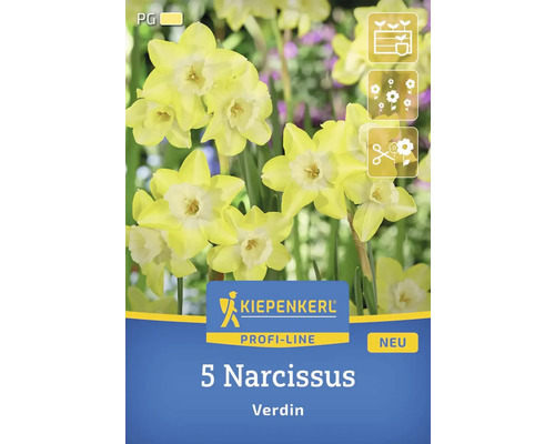 Verpackung mit 5 Narzissen der Sorte Verdin