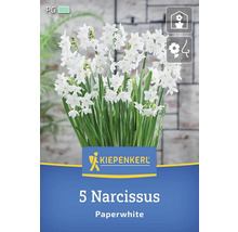 Kiepenkerl 5 Narzissen Paperwhite