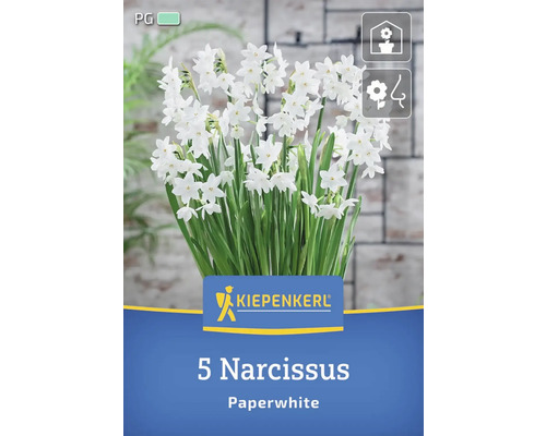 Kiepenkerl 5 Narzissen Paperwhite