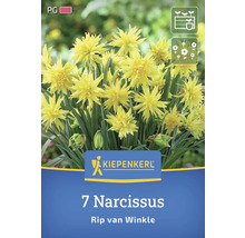 Packung mit sieben Narzissen Rip van Winkle
