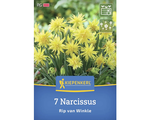 Packung mit sieben Narzissen Rip van Winkle
