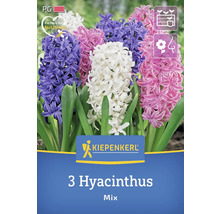 Packung mit 3 Hyazinthen im Mix von Kiepenkerl