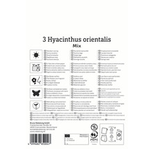 Informationen zu Hyacinthus orientalis Mix