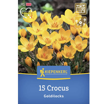 Packung mit 15 Krokussen der Sorte Goldilocks