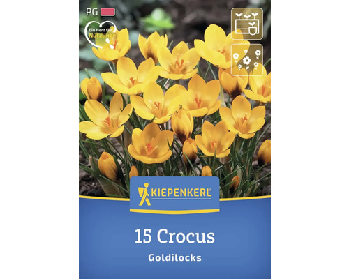 Packung mit 15 Krokussen der Sorte Goldilocks