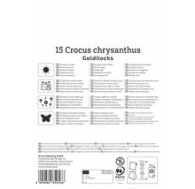 15 Crocus chrysanthus Goldilocks Informationen