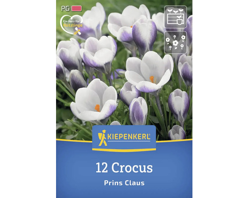 Kiepenkerl Logo, 12er Pack Krokusse Sorte Prins Claus