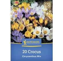 Kiepenkerl Logo, 20 Krokusse Chrysanthus Mischung