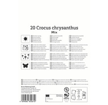 Informationen zu Krokussen chrysanthus