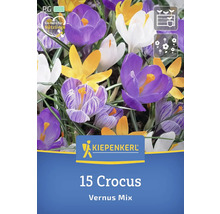 Krokus Vernus Mischung, 15 Stück