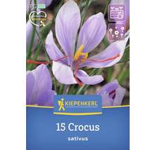 Kiepenkerl 15 Krokusse, Sativus