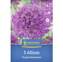 Verpackung mit 5 Allium Purple Sensation Blumenzwiebeln der Marke Kiepenkerl
