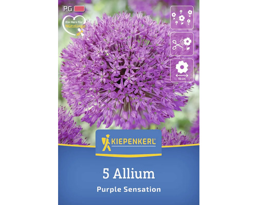 Verpackung mit 5 Allium Purple Sensation Blumenzwiebeln der Marke Kiepenkerl