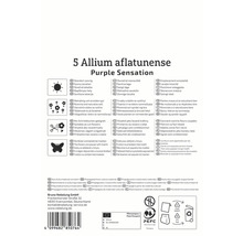 Verpackung für 5 Allium aflatunense Purple Sensation Zwiebeln mit Informationen zu Standort, Pflege und Verwendung