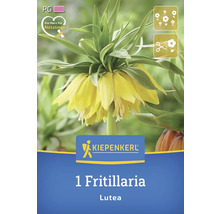 Verpackung einer gelben Schachblume der Sorte Lutea