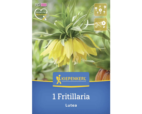 Verpackung einer gelben Schachblume der Sorte Lutea