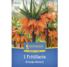 Verpackung einer Kaiserkronen Blumenzwiebel der Sorte Orange Beauty