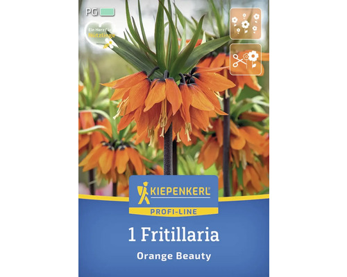 Verpackung einer Kaiserkronen Blumenzwiebel der Sorte Orange Beauty