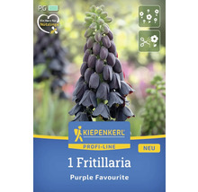 Verpackung einer Fritillaria ''Purple Favourite'' Zwiebel der Marke Kiepenkerl