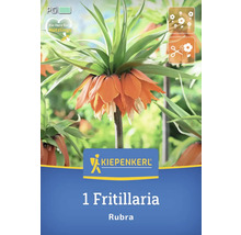 Kiepenkerl Logo, 1 Fritillaria Rubra Kaiserkrone