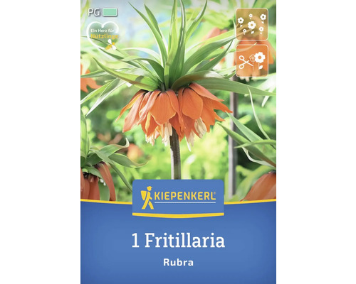 Kiepenkerl Logo, 1 Fritillaria Rubra Kaiserkrone