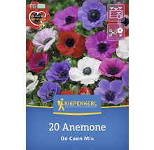 20 Anemonen De Caen Mix von Kiepenkerl