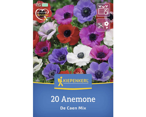 20 Anemonen De Caen Mix von Kiepenkerl