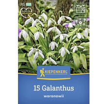 Packung mit 15 Galanthus woronowii Schneeglöckchen Blumenzwiebeln