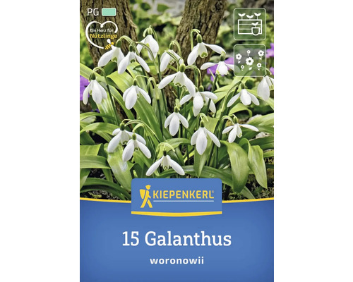 Packung mit 15 Galanthus woronowii Schneeglöckchen Blumenzwiebeln