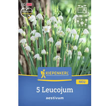 Packung Sommerknotenblume mit Kiepenkerl Logo