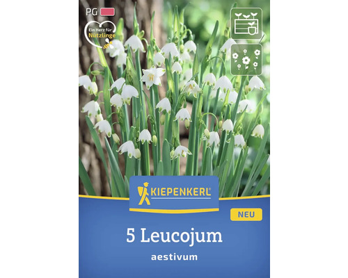 Packung Sommerknotenblume mit Kiepenkerl Logo