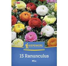 Verpackung mit 15 Ranunkeln, gemischte Farben