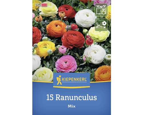 Verpackung mit 15 Ranunkeln, gemischte Farben