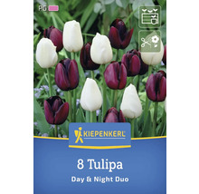 Verpackung mit acht Tulpen der Sorte Day & Night Duo