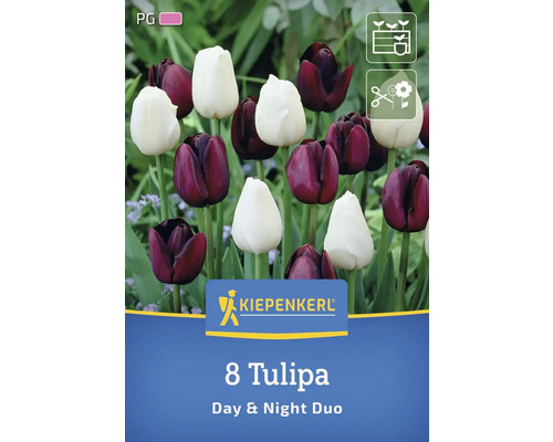 Verpackung mit acht Tulpen der Sorte Day & Night Duo