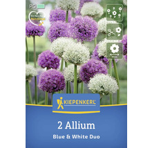 Verpackung mit zwei Allium Zwiebeln, blaue und weiße Sorte