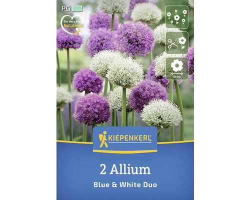 Verpackung mit zwei Allium Zwiebeln, blaue und weiße Sorte
