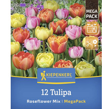 Kiepenkerl Logo, 12 Tulpen Rosenblütenmischung im Megapack