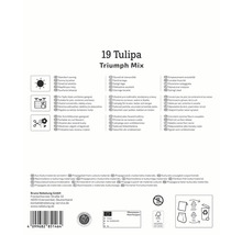 19 Tulipa Triumph Mix Informationen