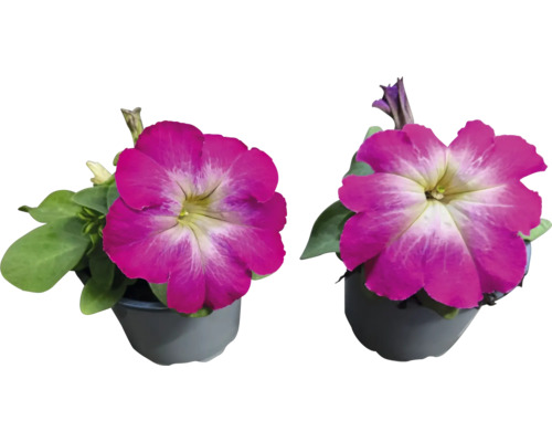 Zwei Petunien in Töpfen
