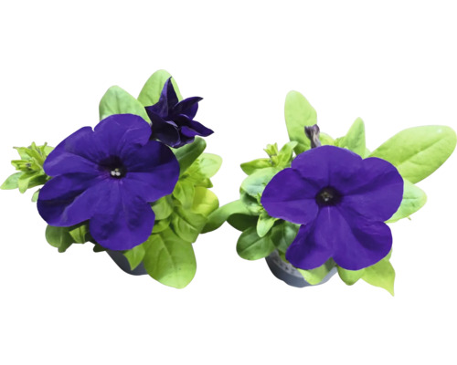 Petunien mit Blättern