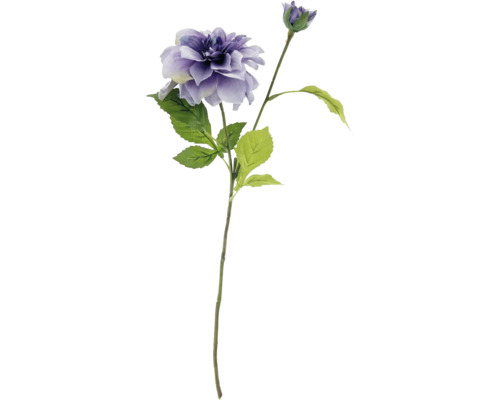 Dekorative Dahlie mit Blüte und Knospe