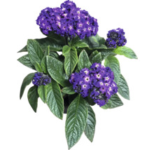 Heliotrop Pflanze mit lila Blüten und grünen Blättern