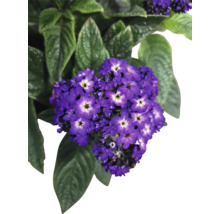 Heliotrop mit violetten Blüten und grünen Blättern