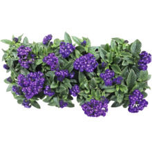 Heliotrop Pflanze mit violetten Blüten und grünen Blättern