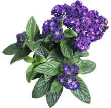 Heliotrop Pflanze mit violetten Blüten und grünen Blättern