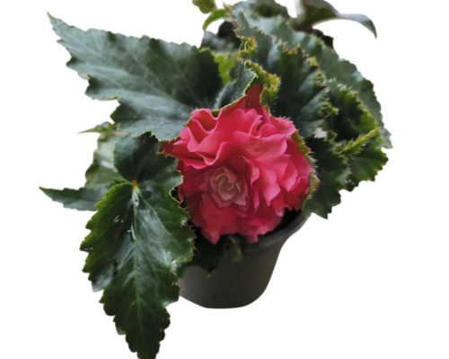 Begonie im Topf mit Blüte und Blättern