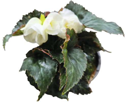 Begonie im Topf mit weißen Blüten
